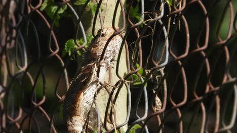 lizard relaxing waiting for pry