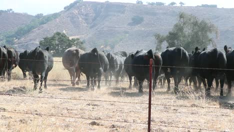 rebaño de ganado angus negro alejándose de una cerca de alambre de púas