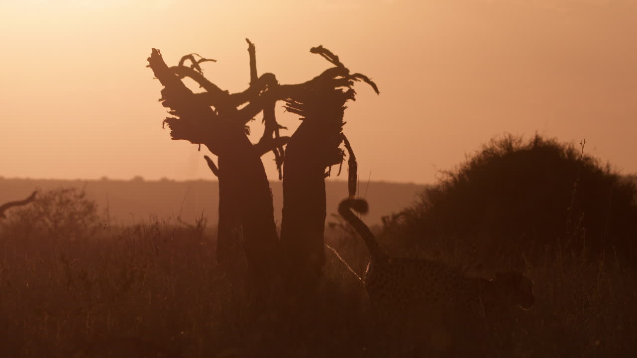 Extreme wide silhouette shot of a cheetah scent marking a dead tree