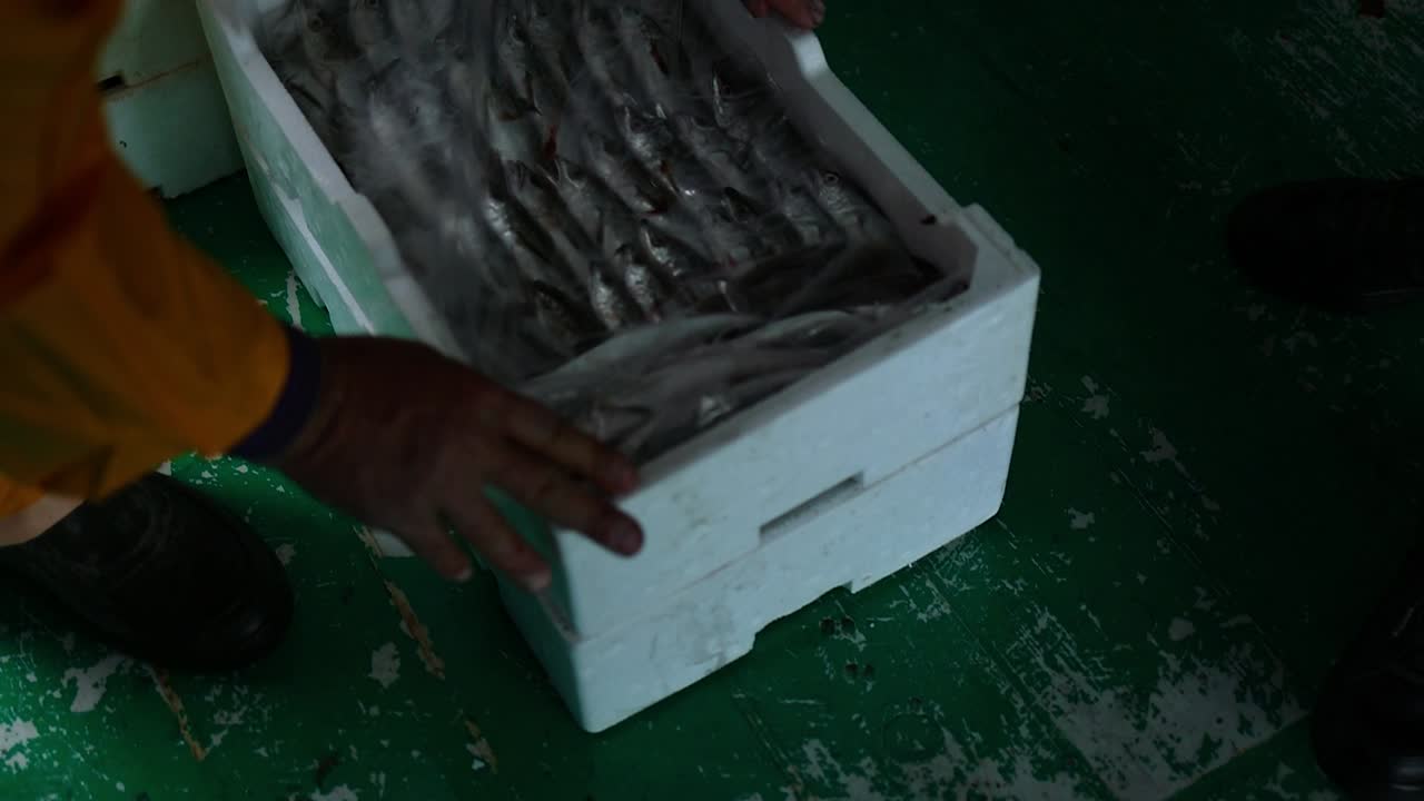 pescador descargando cajas de espuma de poliestireno llenas de pescado y marisco en la cubierta