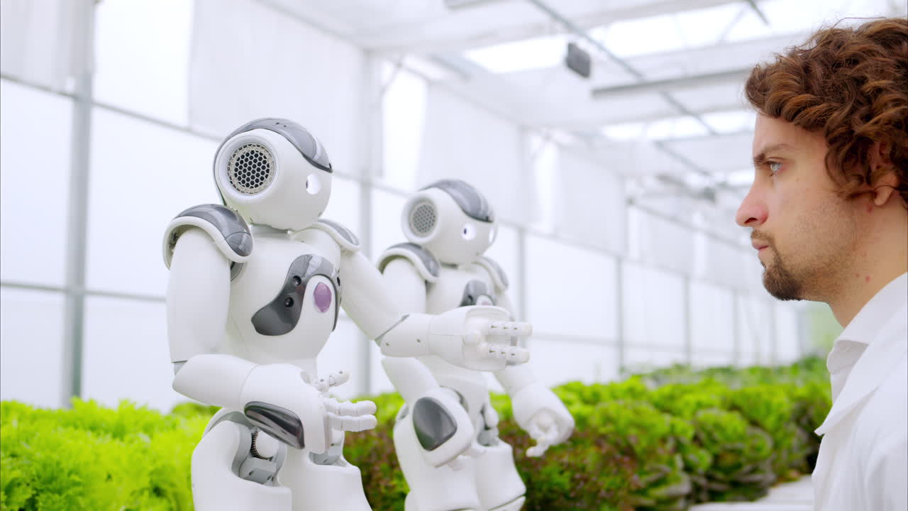 Laboratory technician in a white coat interacting with two humanoid robots near different types of lettuce in a greenhouse farm