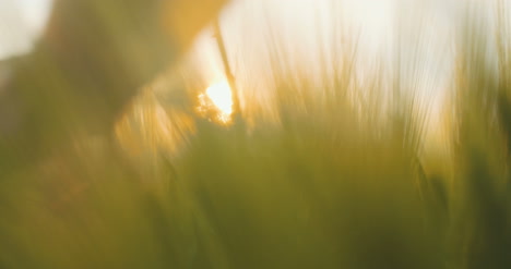 man touching crops 4k