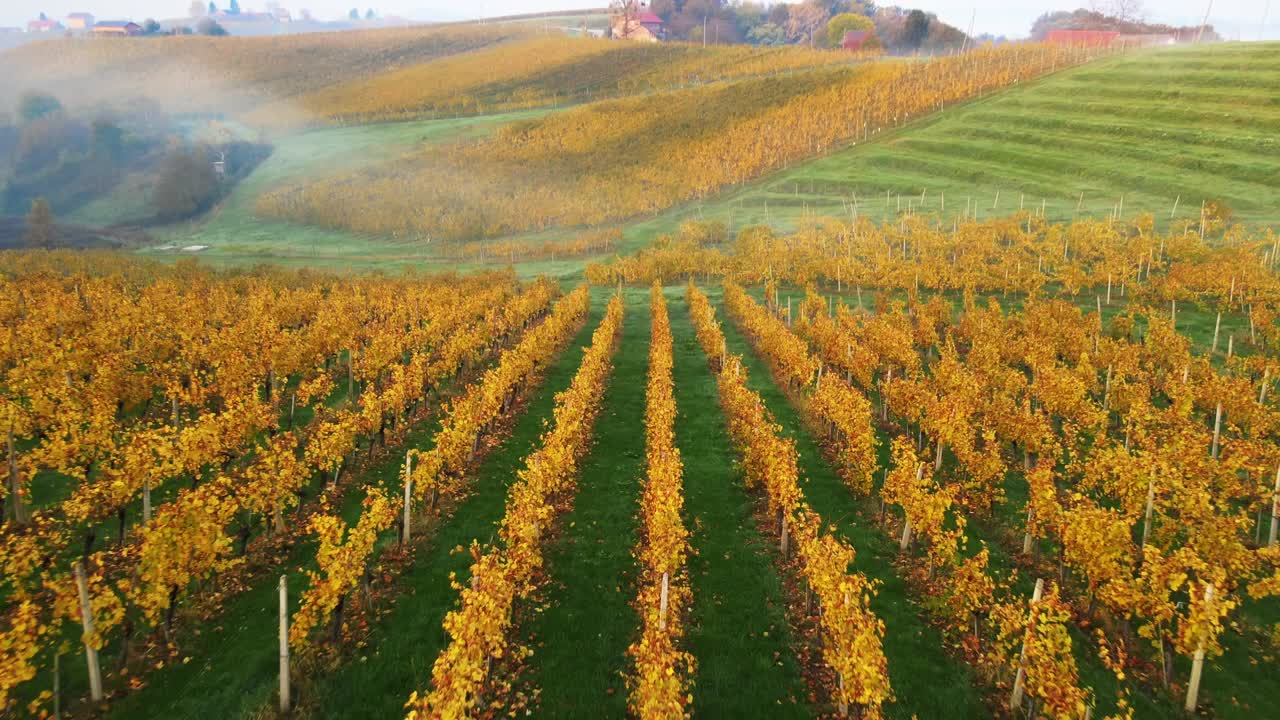 Volo di un drone sopra filari di vigneti autunnali dorati su dolci colline