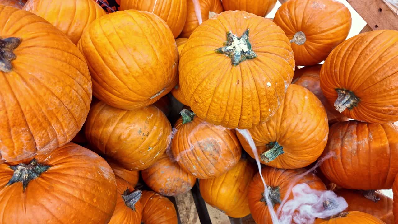 Close-up of pile of orange pumpkins decorated with spooky spiderwebs, for Halloween, autumn, or harvest festival content
