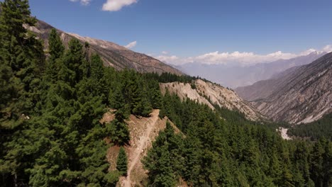 hermosa vista aérea de un exuberante bosque de pinos verdes con la cordillera de karakoram en el fondo