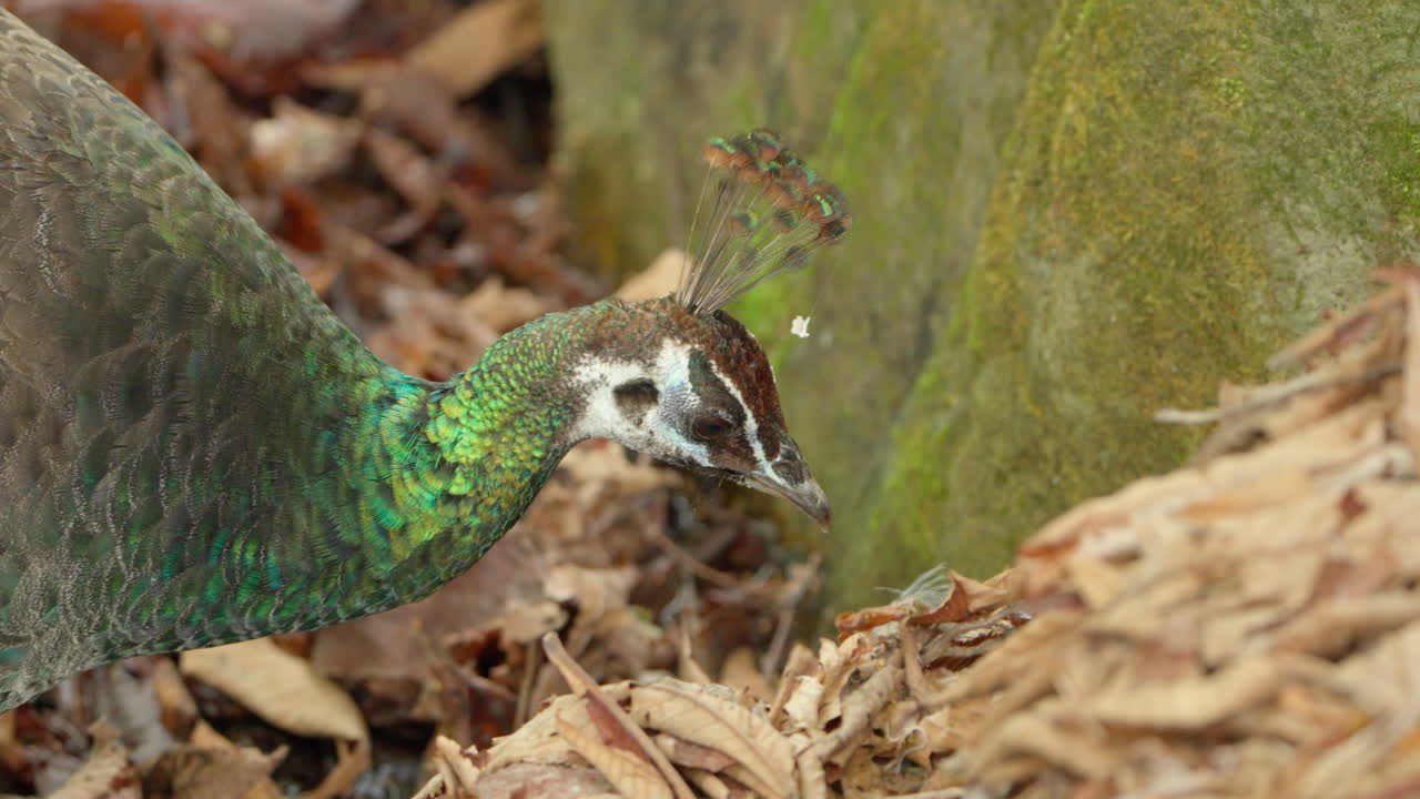 한국의 서울 동물원에 있는 피한의 측면 초상화