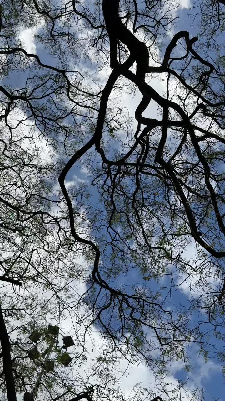 Tree Branches Against a Cloudy Sky