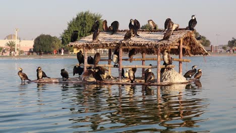 a view of migratory ducks on floating house in a lake