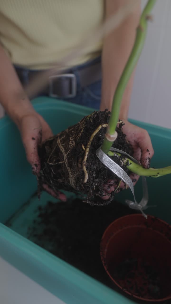 el trasplante de una planta