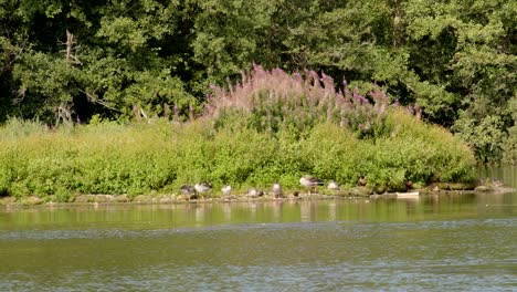 Una-Manada-De-Gansos-En-El-Lago-Sparham-Pools,-Reserva-Natural-Mirando-Al-Oeste-Hacia-El-Lago