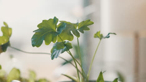 close-up of a houseplant being watered