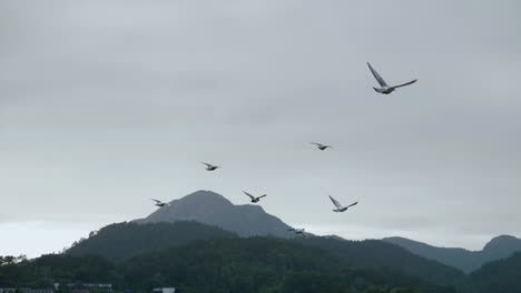 flock of pigeons flying - slowmotion 180fps