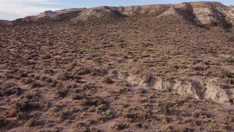 family of wild llamas called guanacos in their natural habitat patagonian valley - aerial shot