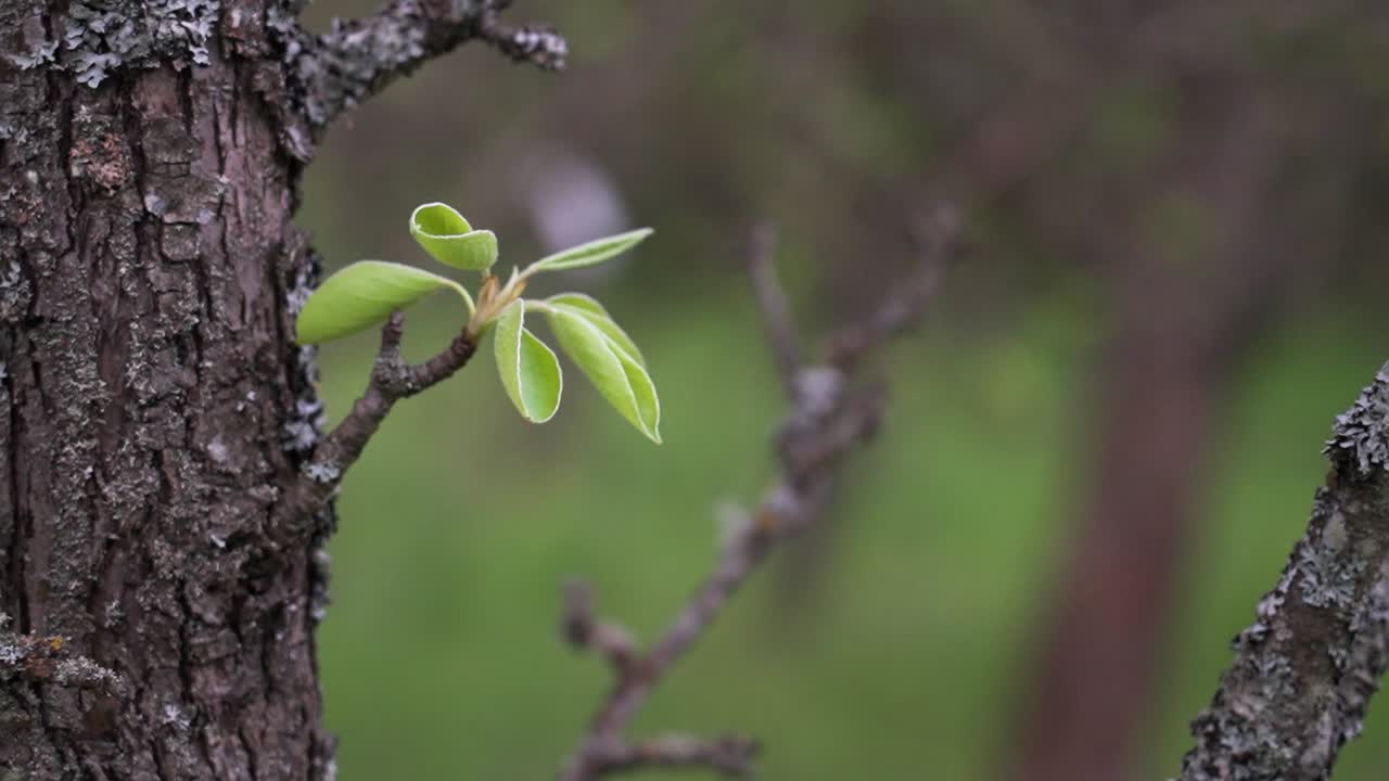 Fresh bud growing on apple tree bark in early spring