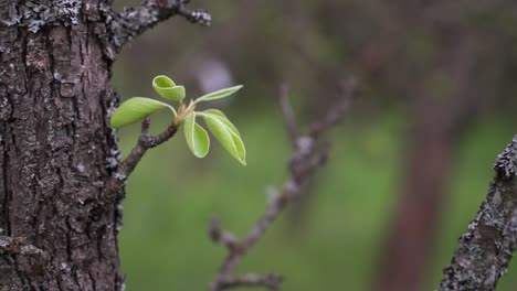 fresh bud growing on apple tree bark in early spring