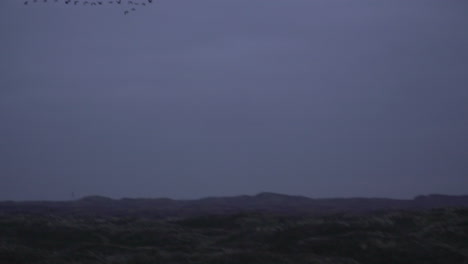 Geese-flying-over-in-formation-in-blue-hour