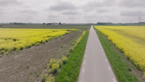 drone sobre un hombre en bicicleta en el campo más allá de vibrantes campos amarillos