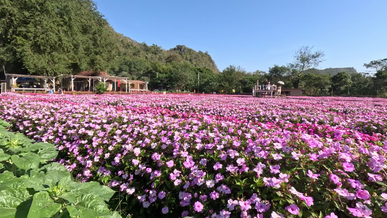 Barrido lento sobre campos de flores rosas vibrantes, montañas rurales tailandesas, cielo azul despejado, luz del sol brillante
