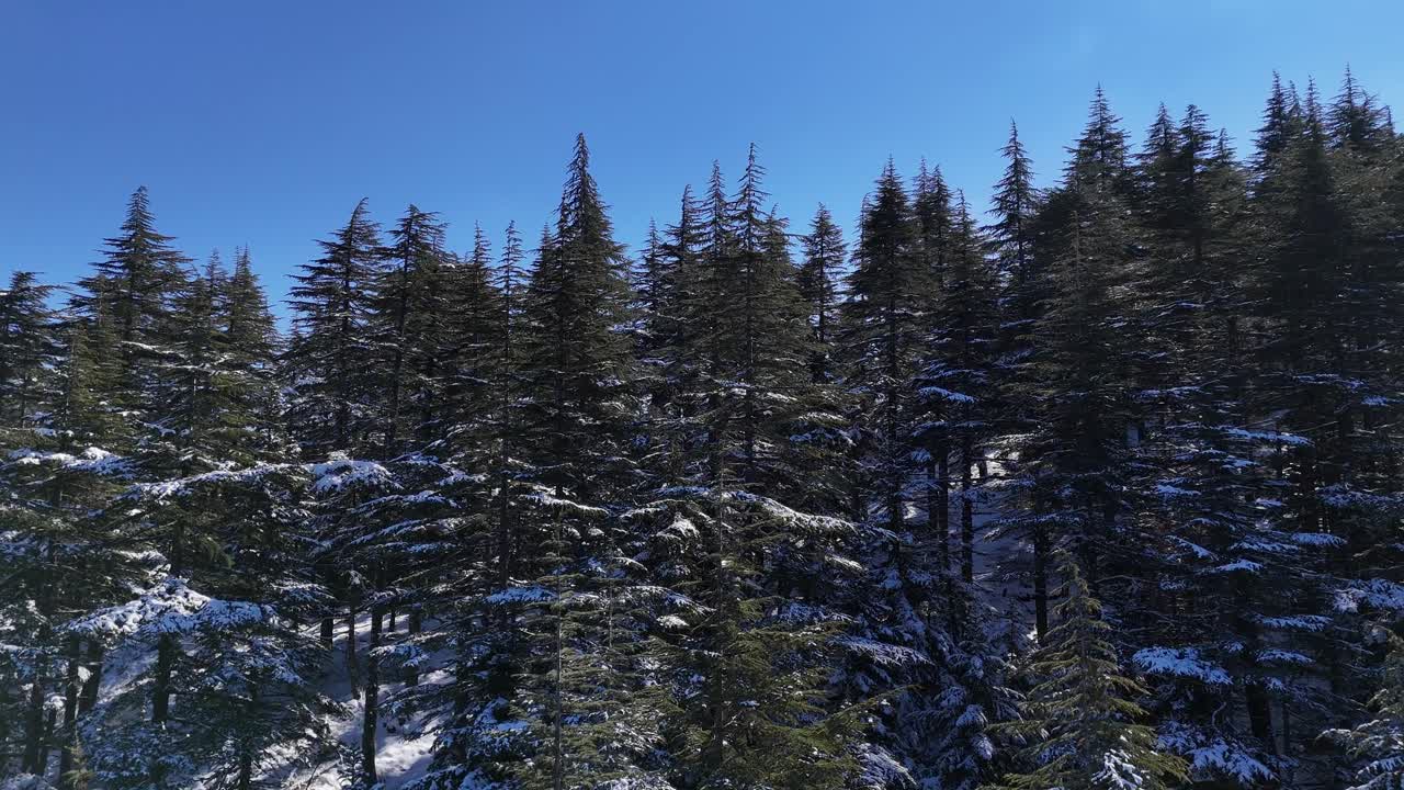 Aerial drone view of a winter landscape, snow-covered forest