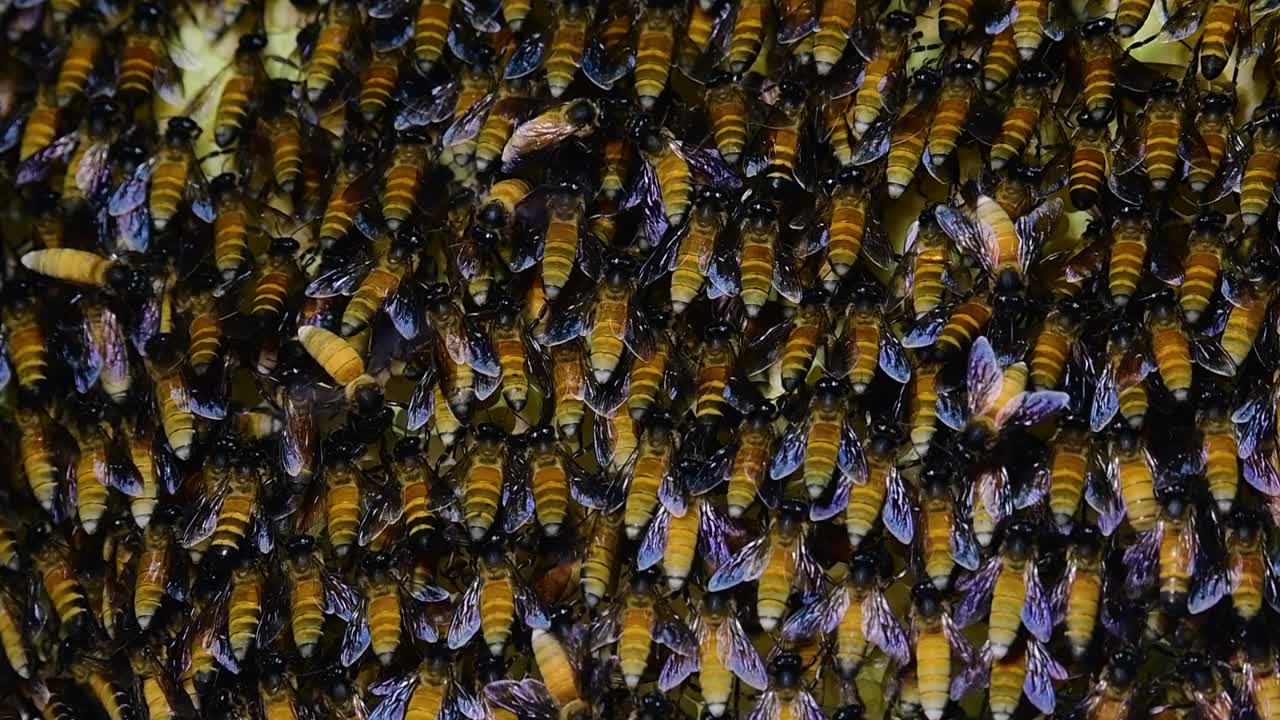 se sabe que las abejas melíferas gigantes construyen grandes colonias de nidos con bolsillos simétricos hechos de cera para almacenar miel como fuente de alimento.