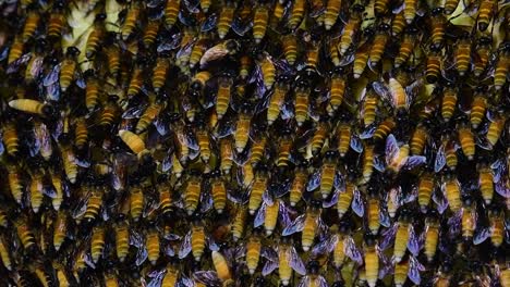 Se-Sabe-Que-Las-Abejas-Melíferas-Gigantes-Construyen-Grandes-Colonias-De-Nidos-Con-Bolsillos-Simétricos-Hechos-De-Cera-Para-Almacenar-Miel-Como-Fuente-De-Alimento.