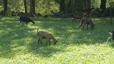 Toma-En-Cámara-Lenta-De-La-Familia-De-Cabras-Pastando-En-Pastos-Verdes-Durante-El-Día-De-Verano---Material-De-Archivo-Prores