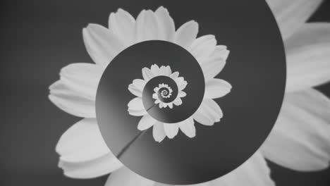 abstract black and white spiral flower