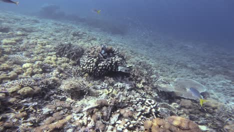 a diverse coral reef with a pufferfish and a titan triggerfish