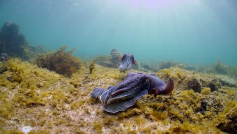 Riesige-Australische-Tintenfische-Sepia-Apama-Migration-Whyalla-Südaustralien-4k-Zeitlupe,-Paarung,-Eier-Legen,-Kämpfen,-Aggregation,-Unter-Wasser