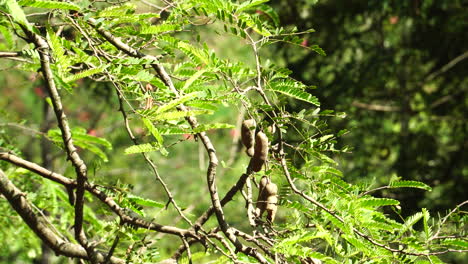 Close-up-shot-of-exotic-Tamarin-tree-with-growing-fruits-lighting-in-sun