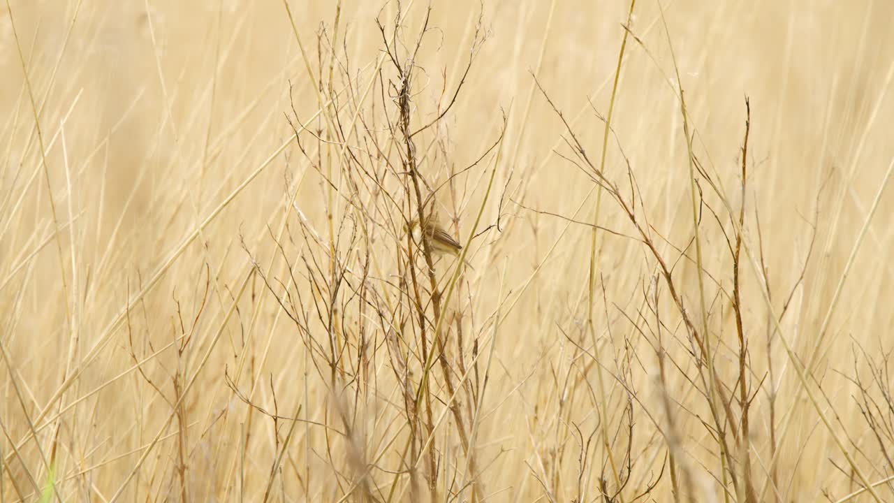골든 필드에서 두꺼운 니 가시 식물 사이에 sedge warbler