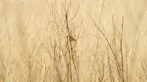 Sedge-Warbler-hops-between-thick-spiky-brush-plant-in-golden-field