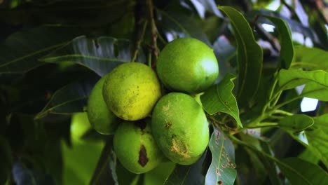Organic green raw mangoes fruit hanging on tree and green leaves swaying in the wind
