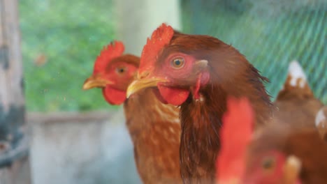 red chickens close-up shot inside of a cage moving their heads in slow motion