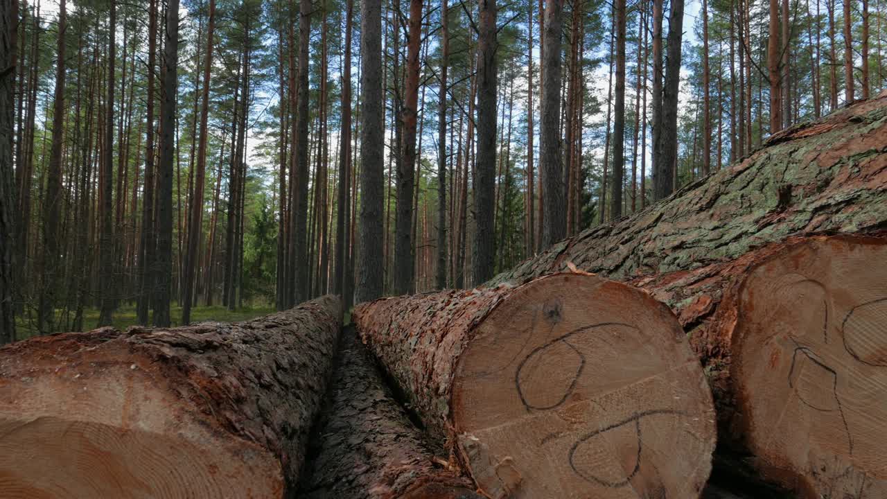 troncos de árboles cortados en el bosque