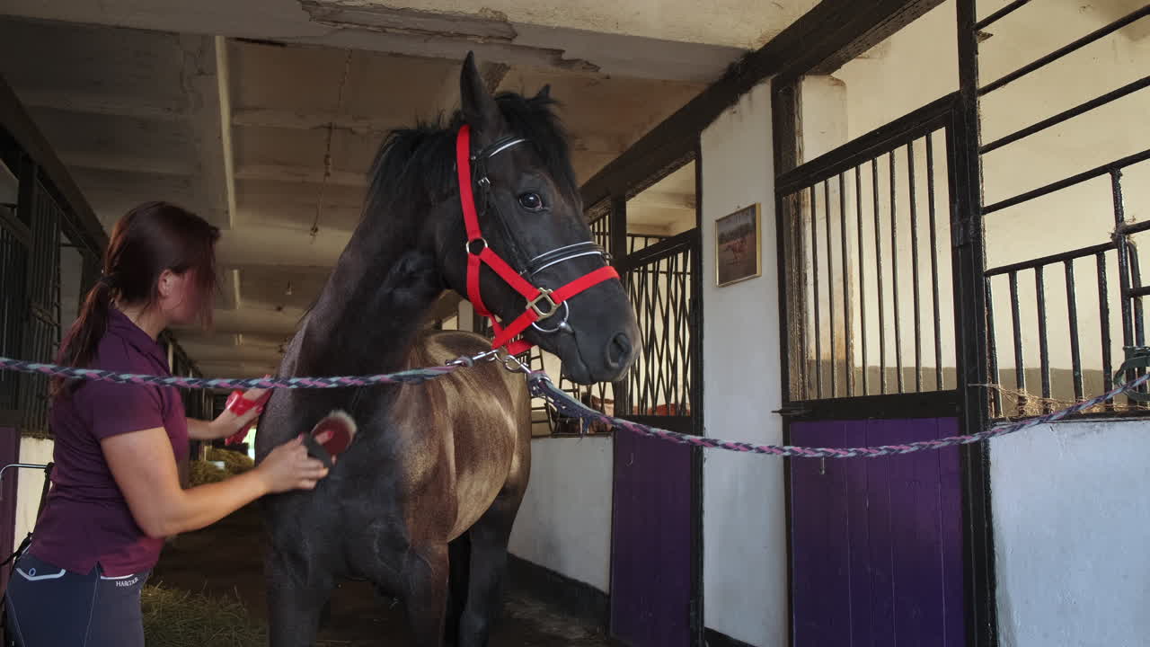 mujer arreglando un caballo en un establo