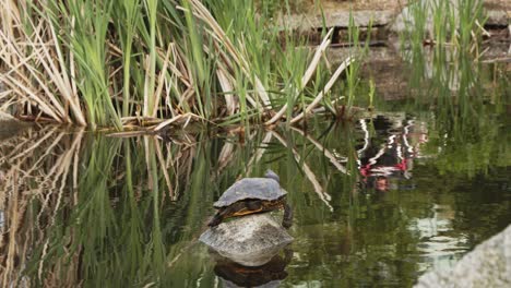 turtle on rock on pond with tall grass behind