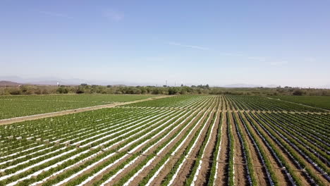 Drone-Disparó-Tierras-De-Cultivo-De-Tomate-Sembradas-En-Zanjas,-Mazatlán,-México