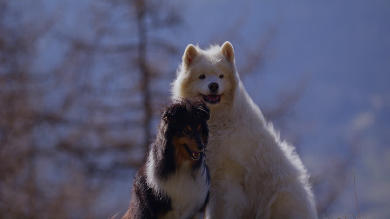 Samoyed and Shetland Sheepdog playing joyfully on a mountain field, surrounded by stunning alpine views and clear skies