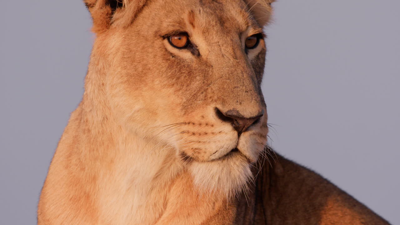 Close up of a lions' head examining the savannah keenly