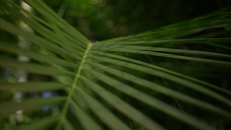 scenic footage from punta cana and the dominican republic, showcasing turquoise caribbean waters, lush jungle, white-sand beaches, and vibrant tropical nature