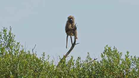 lonely baboon sitting at the top of a tree watching over the maasai mara national reserve, peaceful african wildlife in natural habitat with no humans, important protection of africa safari animals