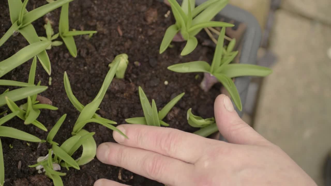 cuidando las plantas en maceta