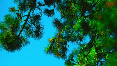 Morning-blue-sky-Green-trees,-flowers,-branches,-beautiful-greenish-plants-in-Pildammsparken-Malmö-Sweden