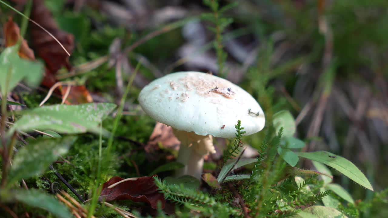 Close-up of wild mushroom growing in forest with autumnal leaves