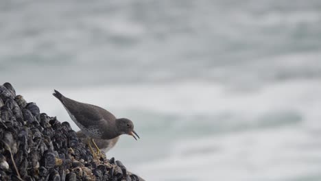 zeitlupe, mittlere aufnahme von surfvögeln, die auf einem mit seepocken und muscheln bedeckten felsen in britisch-kolumbien fressen