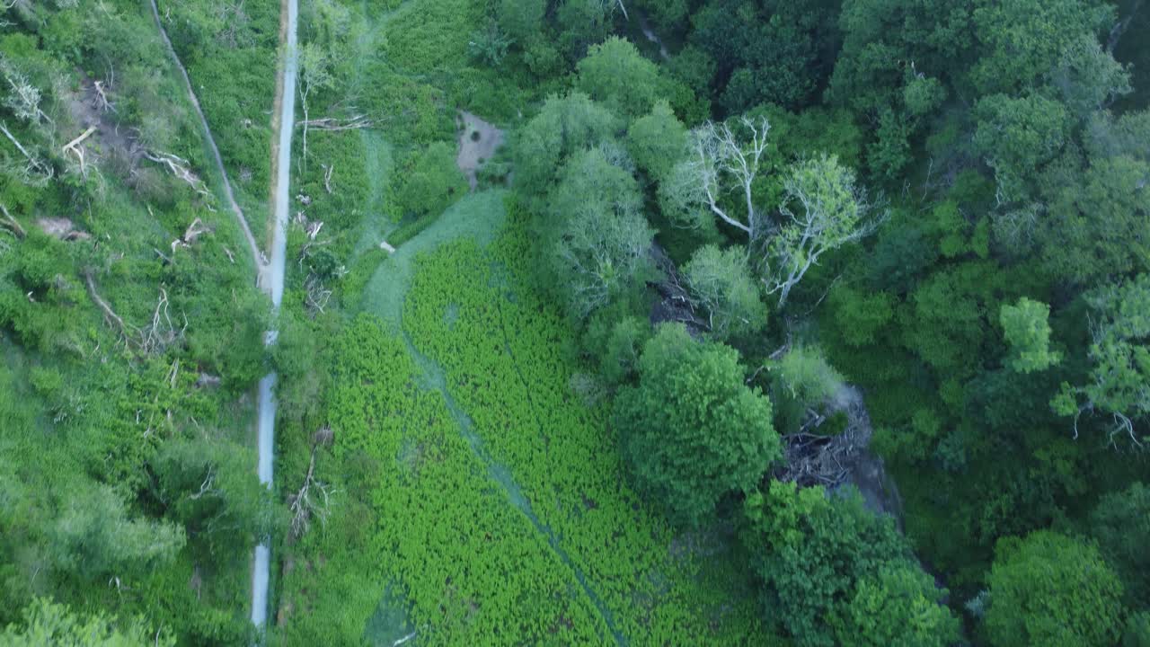 Top Down Aerial View of Forest Path with Various Felled Trees and Dense Fern Covered Fields. British Countryside Viewed from the Air. Drone Footage on Exmoor, England.