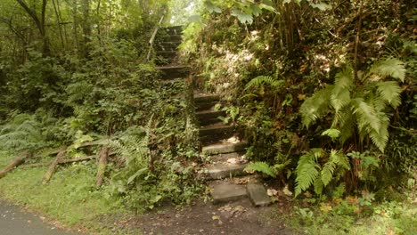 old overgrown, stone steps at  the cynonville station