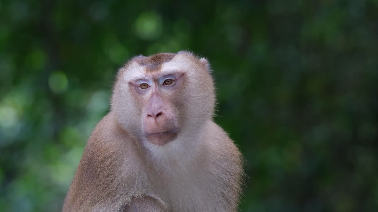 mirando hacia la izquierda luego mueve su cabeza mirando inocente, macaco de cola de cerdo del norte macaca leonina, tailandia