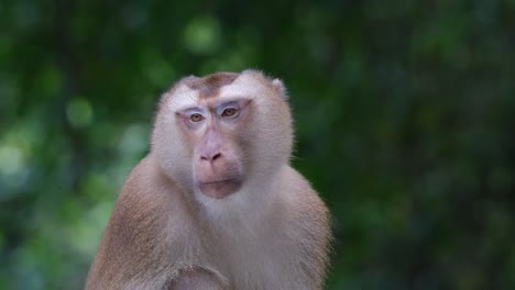 Mirando-Hacia-La-Izquierda-Y-Luego-Mueva-La-Cabeza-Con-Aspecto-Inocente,-Macaco-De-Cola-De-Cerdo-Del-Norte-Macaca-Leonina,-Tailandia